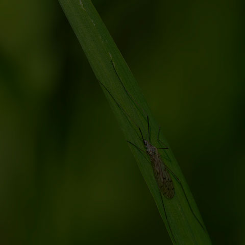 Limoniid Crane Fly