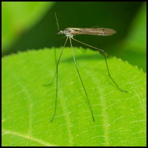 Limoniid Crane Fly
