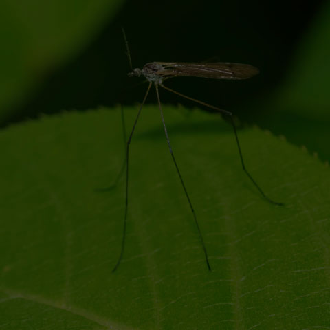 Limoniid Crane Fly