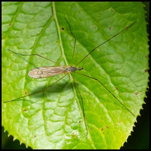 Limoniid Crane Fly