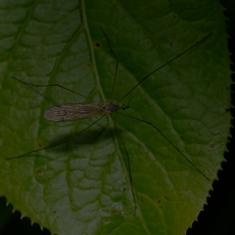 Limoniid Crane Fly
