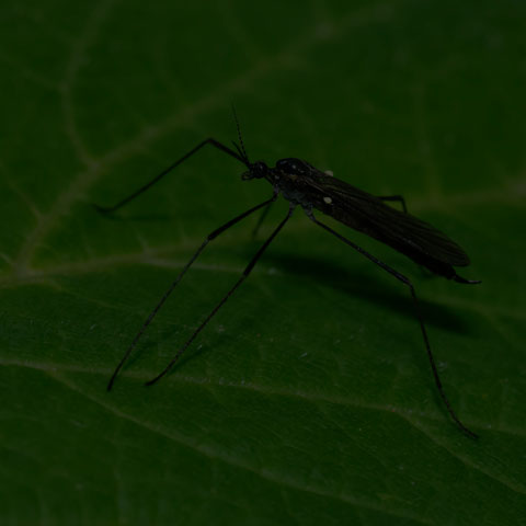 Limoniid Crane Fly