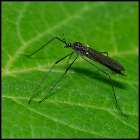 Limoniid Crane Fly