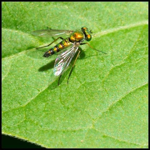 Long-legged Fly