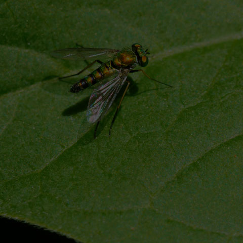 Long-legged Fly