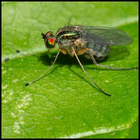 Long-legged Fly