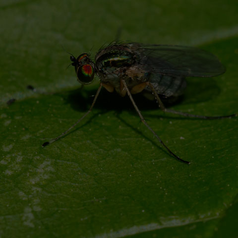 Long-legged Fly