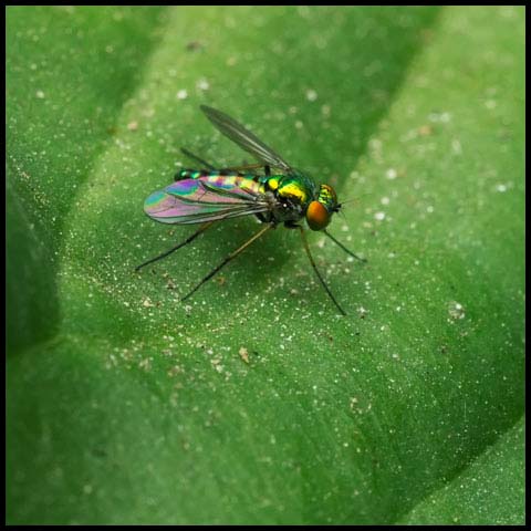 Long-legged Fly