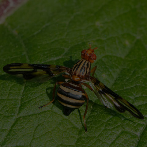Margined Picture-winged Fly