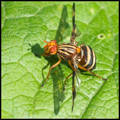 Margined Picture-winged Fly