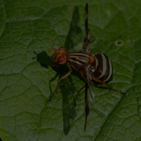 Margined Picture-winged Fly
