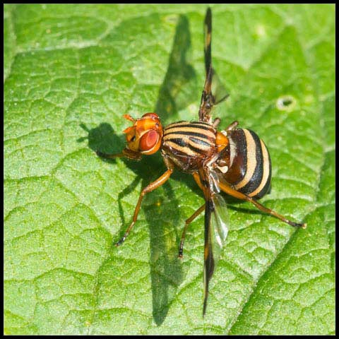 Margined Picture-winged Fly