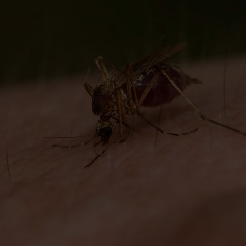 Mosquito