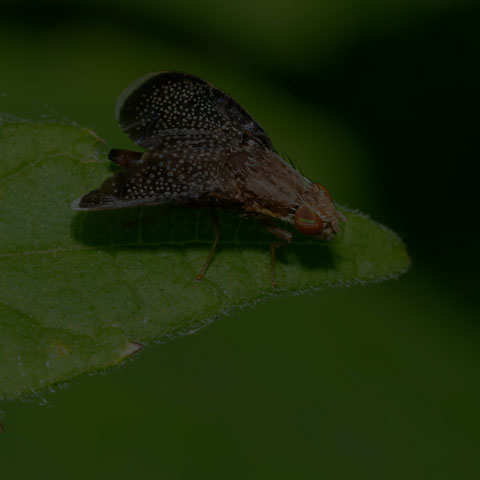 Fruit Fly