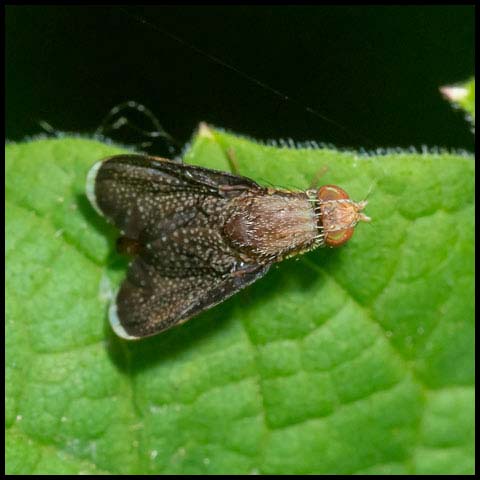 Fruit Fly