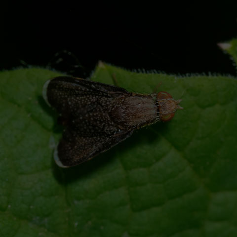 Fruit Fly
