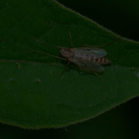 Non-biting Midge