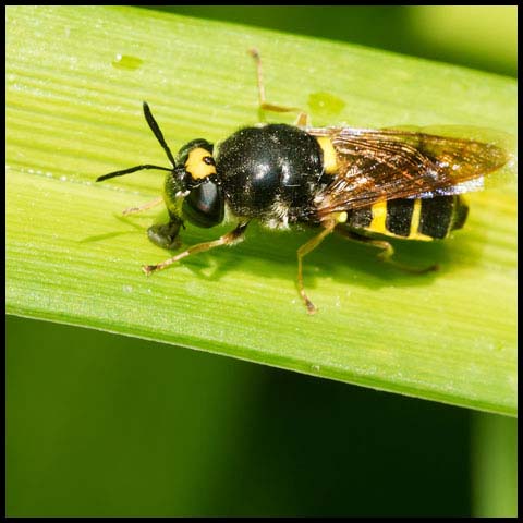 Soldier Fly