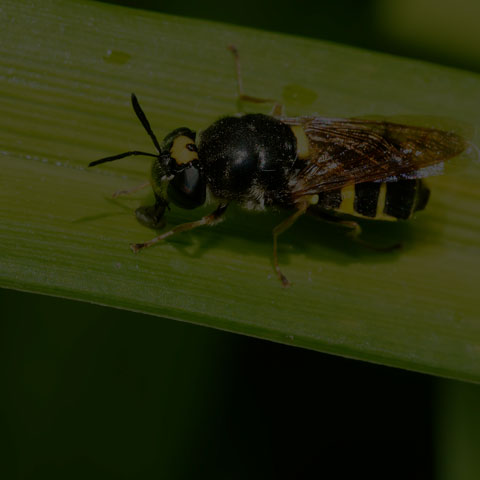 Soldier Fly