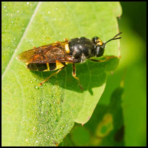 Soldier Fly