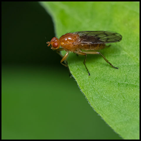 Orange Dryomyzid Fly