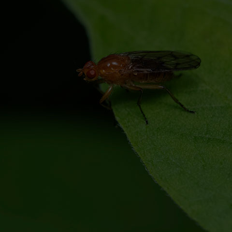 Orange Dryomyzid Fly