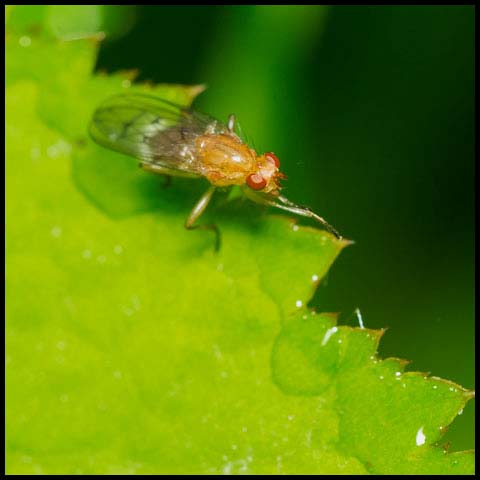 Dryomyzid Fly