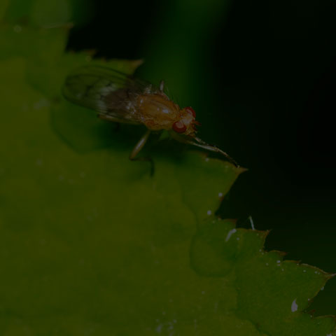 Dryomyzid Fly