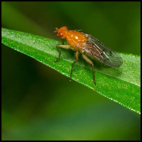Dryomyzid Fly