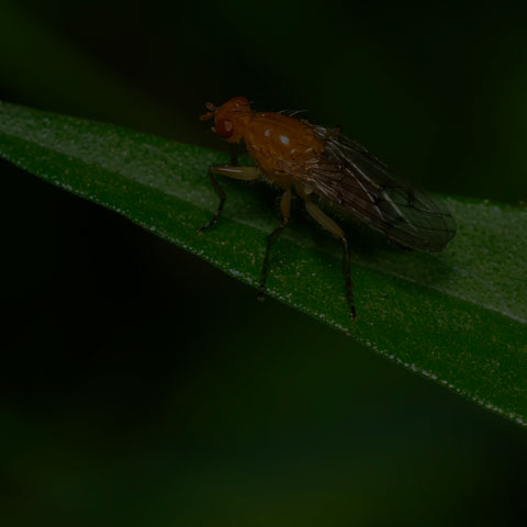 Dryomyzid Fly