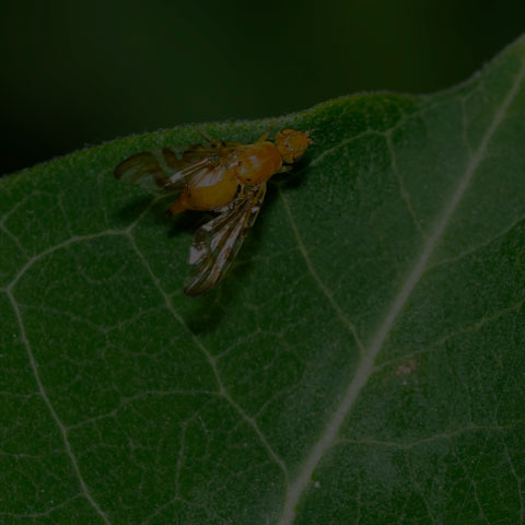 Orange Fruit Fly