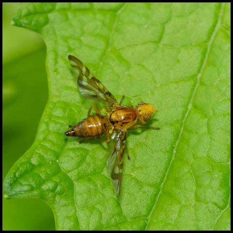 Orange Fruit Fly
