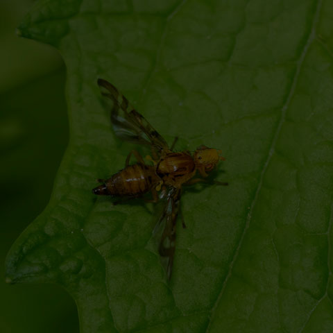 Orange Fruit Fly