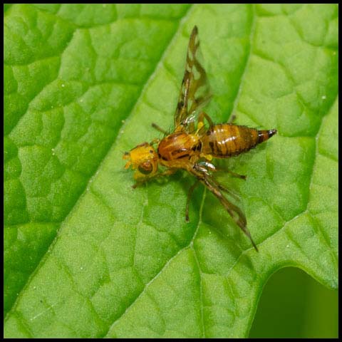 Orange Fruit Fly