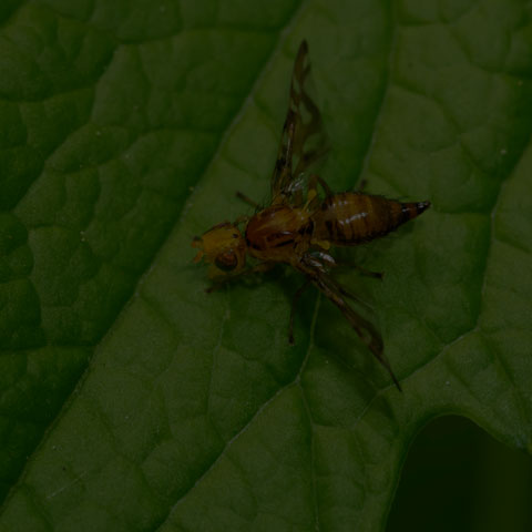 Orange Fruit Fly
