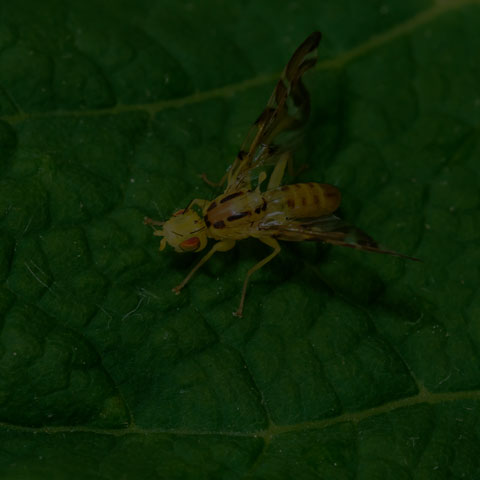 Orange Fruit Fly