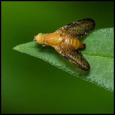 Orange Fruit Fly