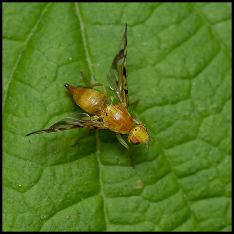 Orange Fruit Fly