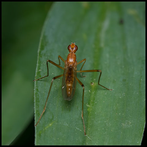 Orange Stilt-legged Fly