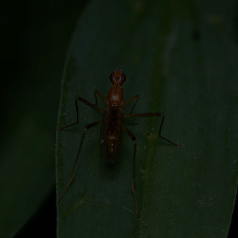 Orange Stilt-legged Fly