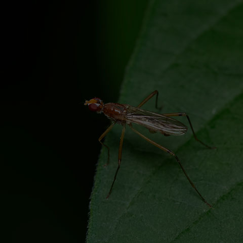 Orange Stilt-legged Fly