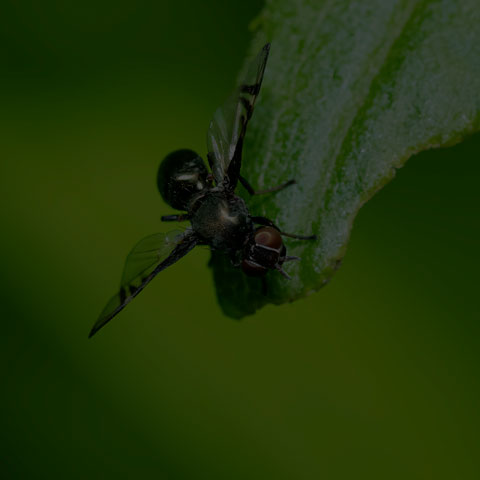 Soldier Fly