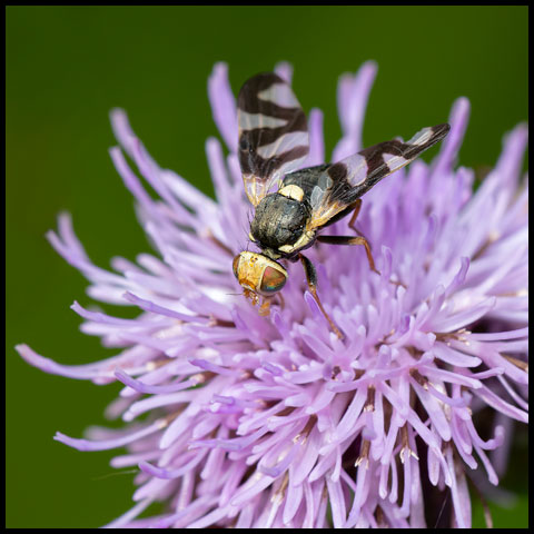 Thistle Stem Gall Fly