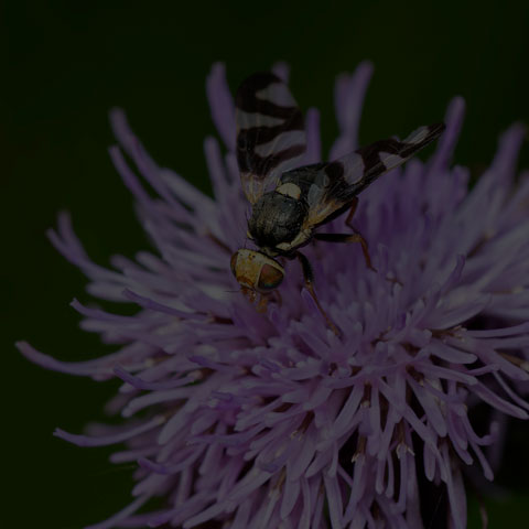 Thistle Stem Gall Fly