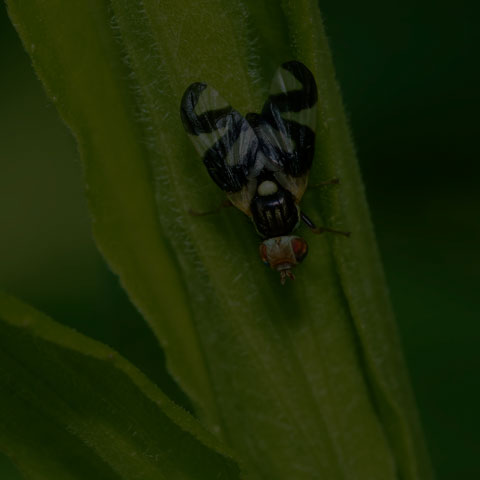 Thistle Stem Gall Fly