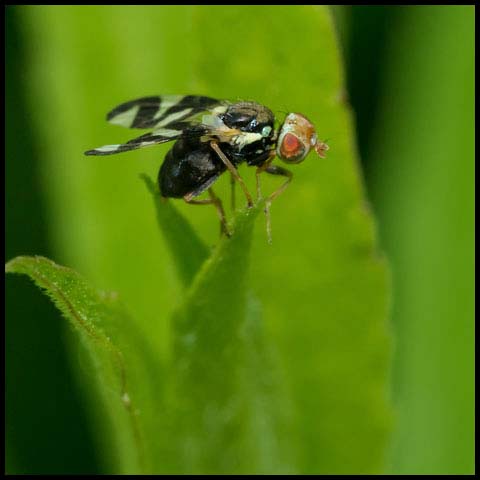 Thistle Stem Gall Fly