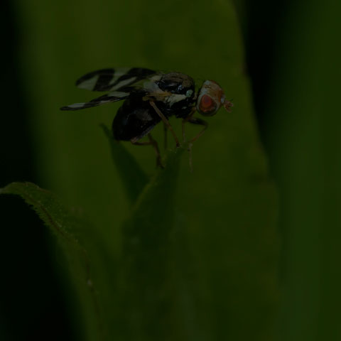 Thistle Stem Gall Fly