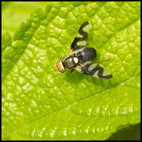Thistle Stem Gall Fly