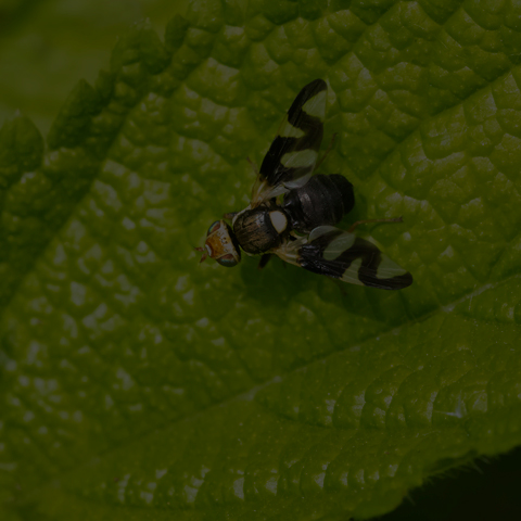 Thistle Stem Gall Fly