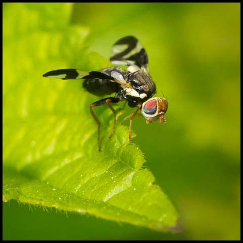 Thistle Stem Gall Fly